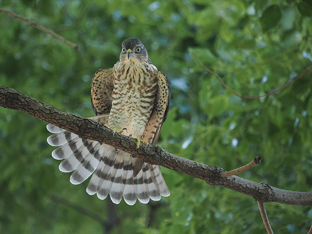 写真家 中村 利和がM.ZUIKO DIGITAL ED 100-400mm F5.0-6.3 ISで撮影した野鳥の写真