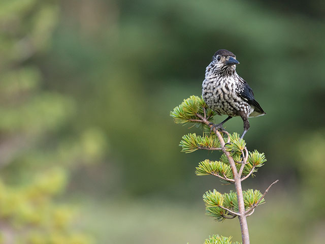 写真家 中村 利和がM.ZUIKO DIGITAL ED 150-600mm F5.0-6.3 ISで撮影した野鳥の写真