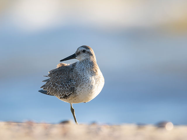 写真家 中村 利和がM.ZUIKO DIGITAL ED 150-600mm F5.0-6.3 ISで撮影した野鳥の写真