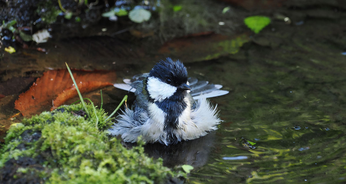 Nikon J1 + FT1 超望遠の野鳥撮影に！（望遠レンズ含まず） 初めての超望遠レンズ 野鳥撮影編 -写真家 中村 利和-｜フォトレシピ