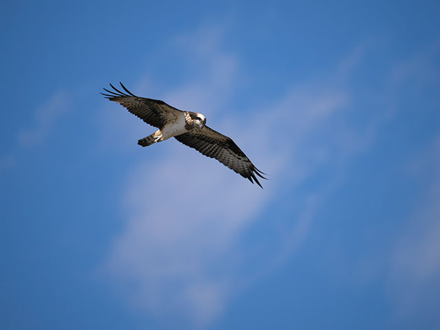 写真家 中村 利和がM.ZUIKO DIGITAL ED 150-400mm F4.5 TC1.25x IS PROで撮影した野鳥の写真