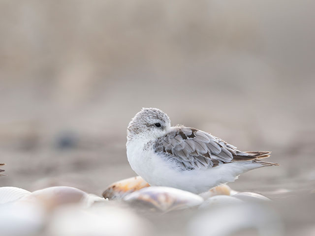 写真家 中村 利和がM.ZUIKO DIGITAL ED 150-600mm F5.0-6.3 ISで撮影した野鳥の写真