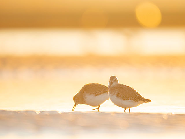 写真家 中村 利和がM.ZUIKO DIGITAL ED 150-400mm F4.5 TC1.25x IS PROで撮影した野鳥の写真