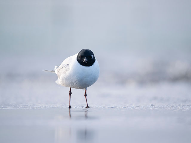 写真家 中村 利和がM.ZUIKO DIGITAL ED 150-400mm F4.5 TC1.25x IS PROで撮影した野鳥の写真