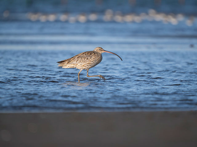 写真家 中村 利和がM.ZUIKO DIGITAL ED 150-400mm F4.5 TC1.25x IS PROで撮影した野鳥の写真