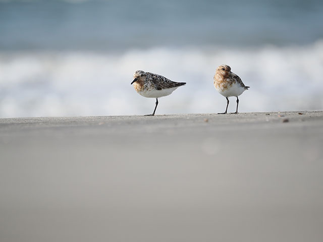 写真家 中村 利和がM.ZUIKO DIGITAL ED 100-400mm F5.0-6.3 ISで撮影した野鳥の写真