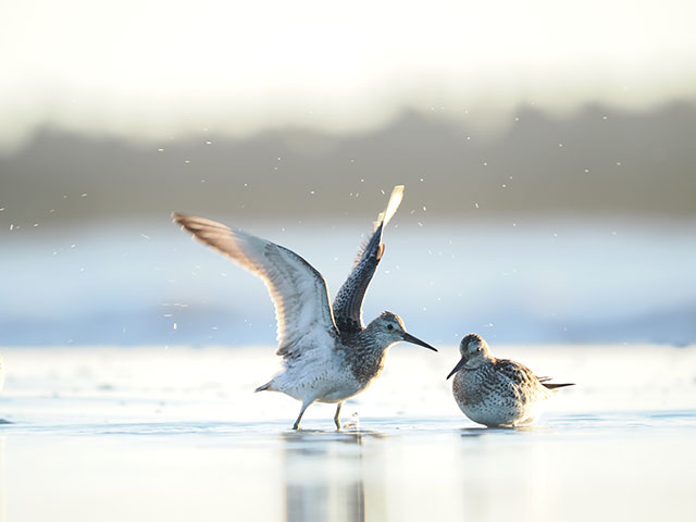 写真家 中村 利和がM.ZUIKO DIGITAL ED 150-400mm F4.5 TC1.25x IS PROで撮影した野鳥の写真