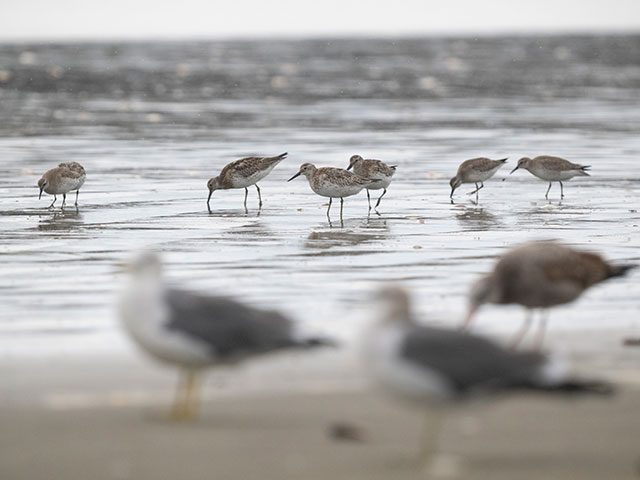 写真家 中村 利和がM.ZUIKO DIGITAL ED 150-400mm F4.5 TC1.25x IS PROで撮影した野鳥の写真