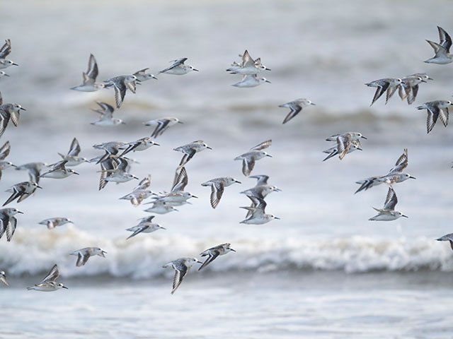 写真家 中村 利和がM.ZUIKO DIGITAL ED 150-400mm F4.5 TC1.25x IS PROで撮影した野鳥の写真