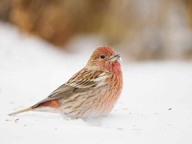 写真家 中村 利和がM.ZUIKO DIGITAL ED 150-400mm F4.5 TC1.25x IS PROで撮影した野鳥の写真