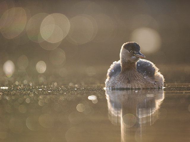 写真家 中村 利和が>M.ZUIKO DIGITAL ED 150-400mm F4.5 TC1.25x IS PROで撮影した野鳥の写真