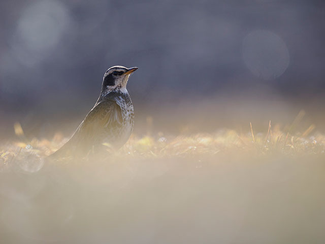 写真家 中村 利和がM.ZUIKO DIGITAL ED 150-400mm F4.5 TC1.25x IS PROで撮影した野鳥の写真