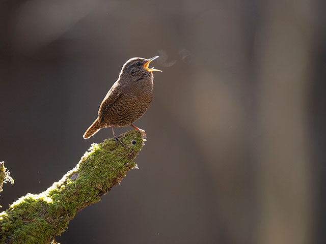 写真家 中村 利和がM.ZUIKO DIGITAL ED 150-400mm F4.5 TC1.25x IS PROで撮影した野鳥の写真