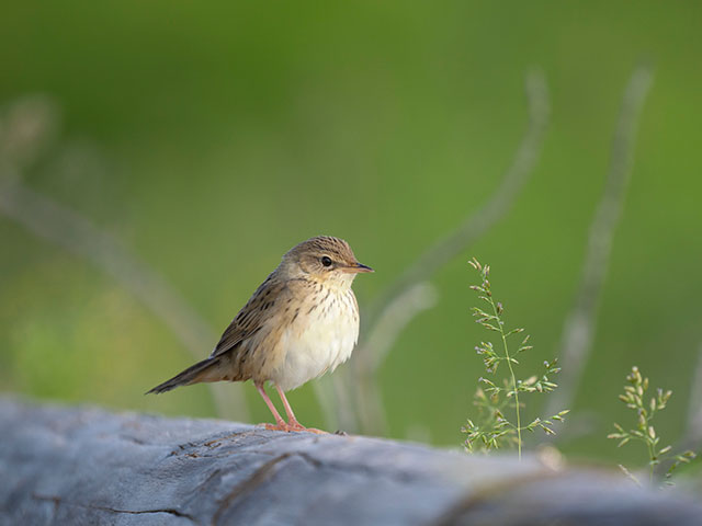 写真家 中村 利和がM.ZUIKO DIGITAL ED 150-400mm F4.5 TC1.25x IS PROで撮影した野鳥の写真