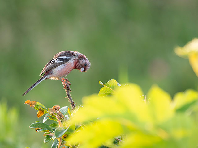 写真家 中村 利和がM.ZUIKO DIGITAL ED 150-400mm F4.5 TC1.25x IS PROで撮影した野鳥の写真