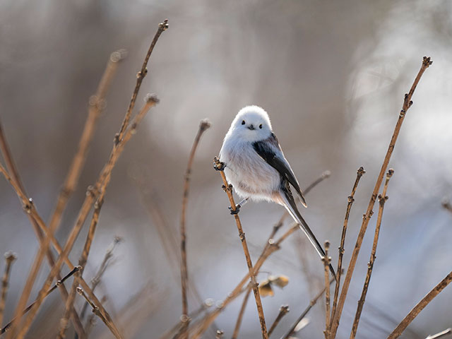 写真家 中村 利和がM.ZUIKO DIGITAL ED 150-400mm F4.5 TC1.25x IS PROで撮影した野鳥の写真