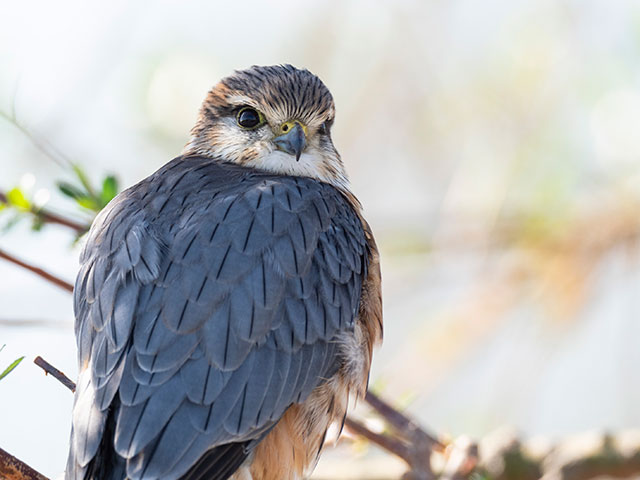 写真家 中村 利和がM.ZUIKO DIGITAL ED 300mm F4.0 IS PROで撮影した野鳥の写真