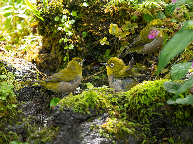 写真家 中村 利和がM.ZUIKO DIGITAL ED 150-400mm F4.5 TC1.25x IS PROで撮影した野鳥の写真