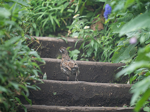 写真家 佐藤 圭がM.ZUIKO DIGITAL ED 150-400mm F4.5 TC1.25x IS PROで撮影した海鳥の写真