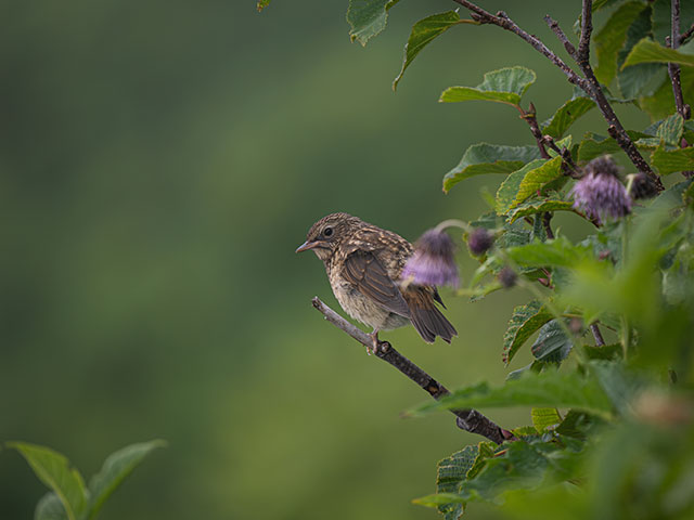 写真家 佐藤 圭がM.ZUIKO DIGITAL ED 150-400mm F4.5 TC1.25x IS PROで撮影した海鳥の写真