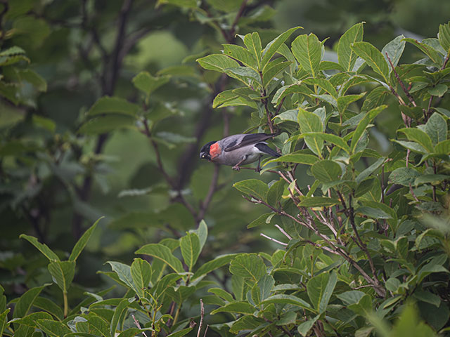 写真家 佐藤 圭がM.ZUIKO DIGITAL ED 150-400mm F4.5 TC1.25x IS PROで撮影した海鳥の写真