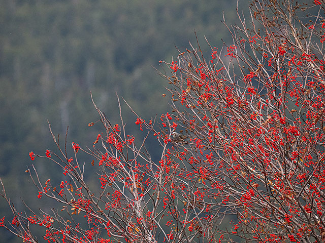 写真家 佐藤 圭がM.ZUIKO DIGITAL ED 150-400mm F4.5 TC1.25x IS PROで撮影した海鳥の写真