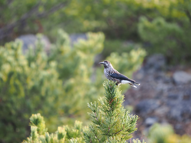 写真家 佐藤 圭がM.ZUIKO DIGITAL ED 150-400mm F4.5 TC1.25x IS PROで撮影した海鳥の写真