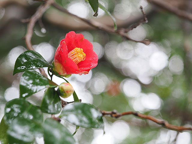 写真家 清家 道子がM.ZUIKO DIGITAL ED 60mm F2.8 Macroでマクロ撮影した写真