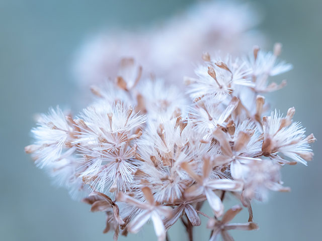 写真家 清家 道子がM.ZUIKO DIGITAL ED 60mm F2.8 Macroでマクロ撮影した写真