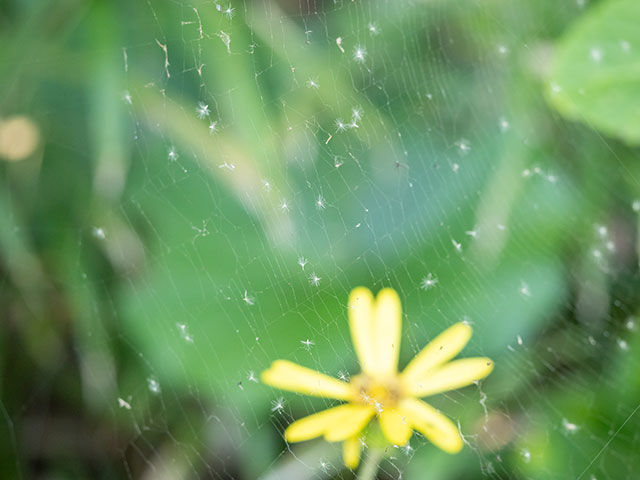 写真家 清家 道子がM.ZUIKO DIGITAL ED 60mm F2.8 Macroでマクロ撮影した写真