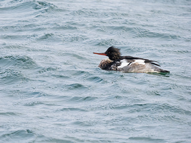 写真家 佐藤 圭がM.ZUIKO DIGITAL ED 150-400mm F4.5 TC1.25x IS PROで撮影した海鳥の写真