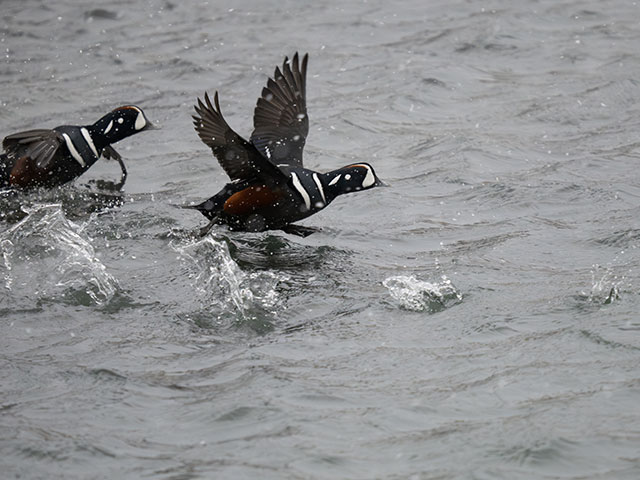 写真家 佐藤 圭がM.ZUIKO DIGITAL ED 150-400mm F4.5 TC1.25x IS PROで撮影した海鳥の写真