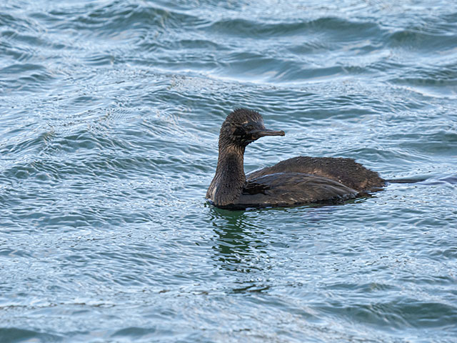 写真家 佐藤 圭がM.ZUIKO DIGITAL ED 150-400mm F4.5 TC1.25x IS PROで撮影した海鳥の写真