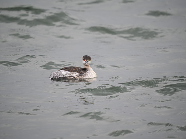 写真家 佐藤 圭がM.ZUIKO DIGITAL ED 150-400mm F4.5 TC1.25x IS PROで撮影した海鳥の写真