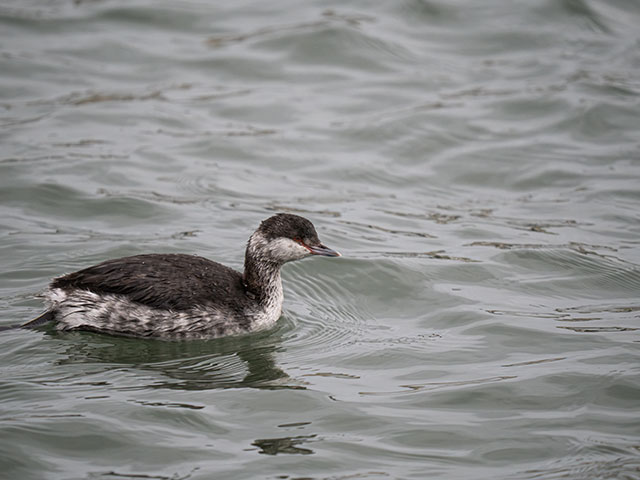 写真家 佐藤 圭がM.ZUIKO DIGITAL ED 150-400mm F4.5 TC1.25x IS PROで撮影した海鳥の写真