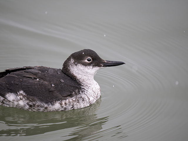 写真家 佐藤 圭がM.ZUIKO DIGITAL ED 150-400mm F4.5 TC1.25x IS PROで撮影した海鳥の写真