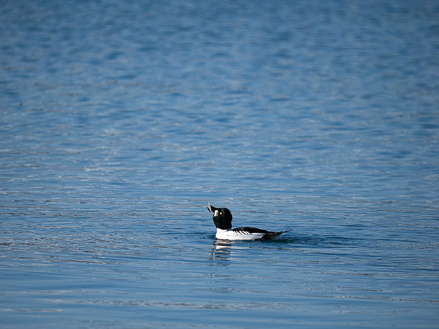 写真家 佐藤 圭がM.ZUIKO DIGITAL ED 150-400mm F4.5 TC1.25x IS PROで撮影した海鳥の写真