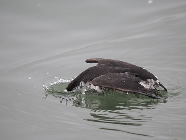 写真家 佐藤 圭がM.ZUIKO DIGITAL ED 150-400mm F4.5 TC1.25x IS PROで撮影した海鳥の写真