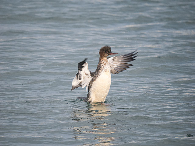 写真家 佐藤 圭がM.ZUIKO DIGITAL ED 150-400mm F4.5 TC1.25x IS PROで撮影した海鳥の写真