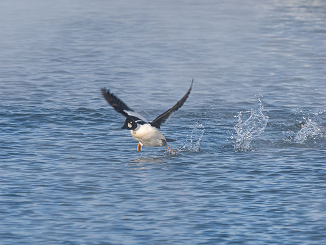 写真家 佐藤 圭がM.ZUIKO DIGITAL ED 150-400mm F4.5 TC1.25x IS PROで撮影した海鳥の写真