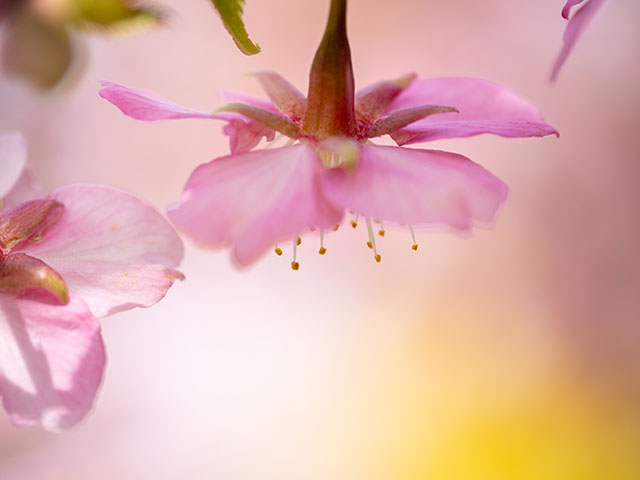 写真家 清家 道子がM.ZUIKO DIGITAL ED 90mm F3.5 Macro IS PROで撮影した写真