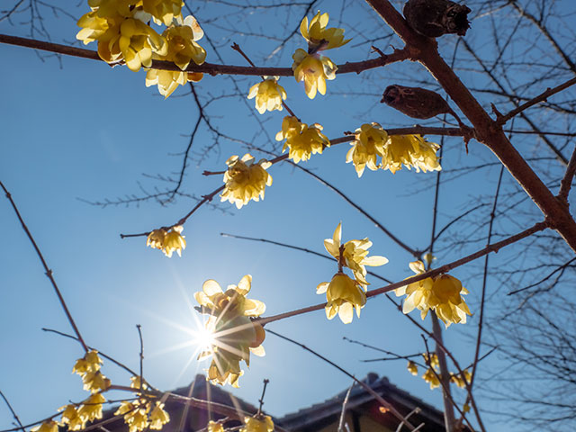 写真家 清家 道子がM.ZUIKO DIGITAL ED 17mm F1.2 PROで撮影した写真