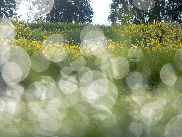 写真家 清家 道子がM.ZUIKO DIGITAL ED 12-40mm F2.8 PRO IIで撮影した写真