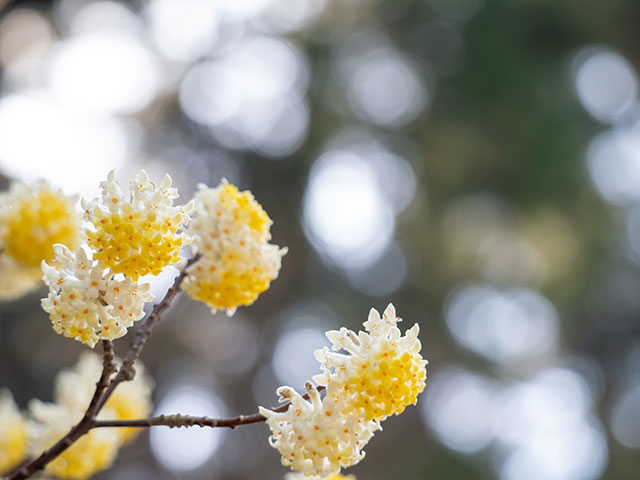 写真家 清家 道子がM.ZUIKO DIGITAL ED 75-300mm F4.8-6.7 IIで撮影した写真