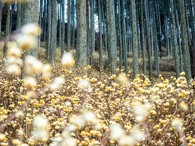 写真家 清家 道子がM.ZUIKO DIGITAL ED 12-40mm F2.8 PRO IIで撮影した写真