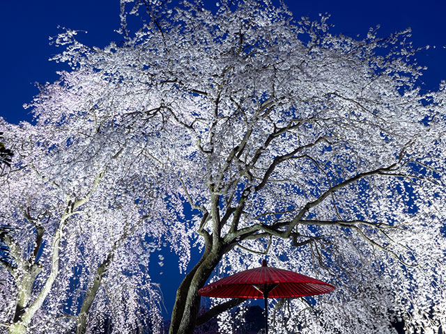 写真家 清家 道子がM.ZUIKO DIGITAL ED 12-40mm F2.8 PRO IIで撮影した写真