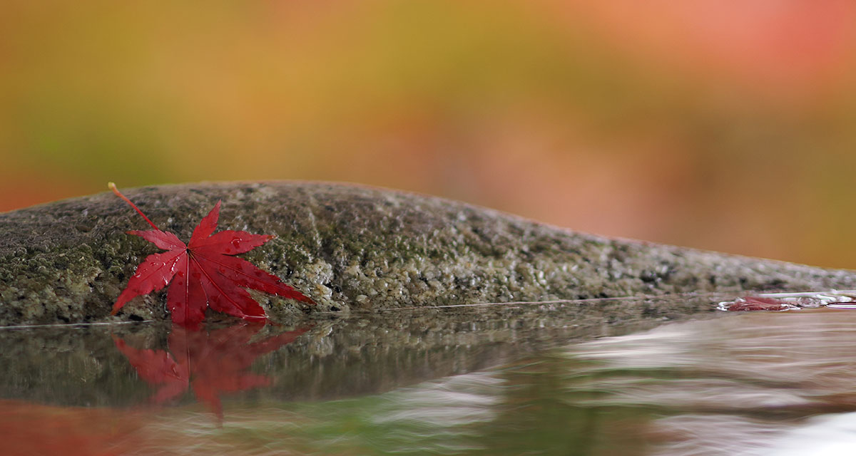 身近な紅葉を鮮やかに撮影しよう- クキモトノリコ-｜レンズ｜紅葉