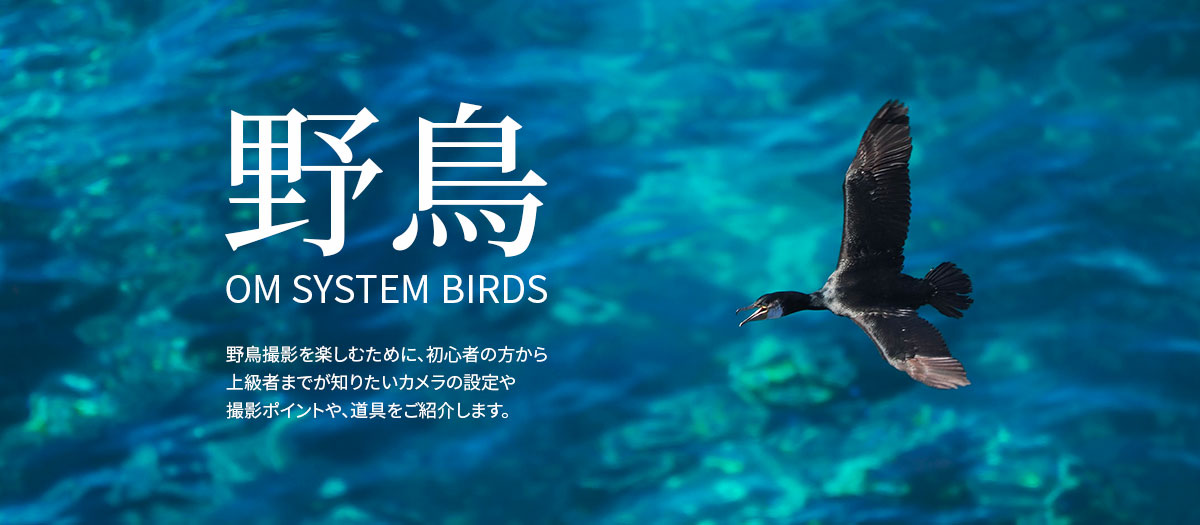 野鳥撮影