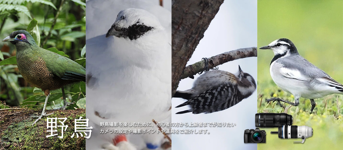 野鳥撮影を楽しむために、初心者の方から上級者までが知りたいカメラの設定や撮影ポイントや道具をご紹介します。
