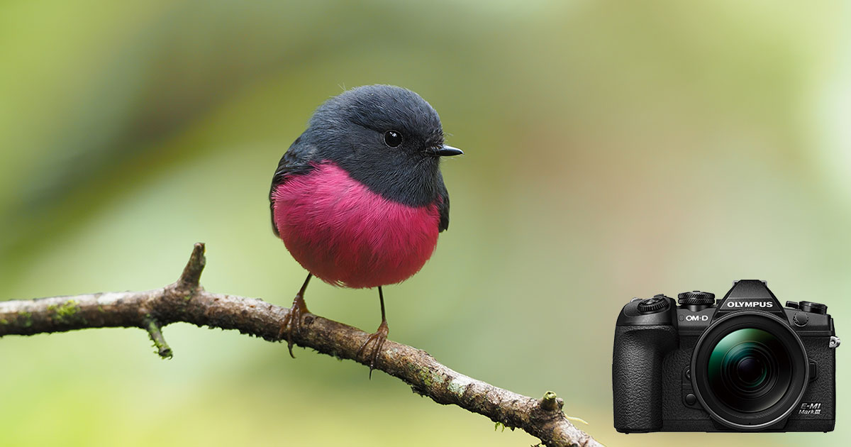 中野耕志 OM-Dと旅する世界の野鳥｜鳥の写真投稿ページ｜OMフォトライフ｜OM SYSTEM公式サイト